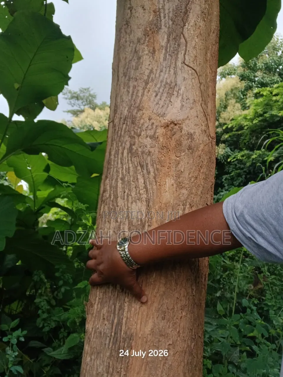 Teak for Sale Teak