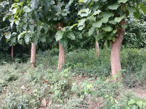 Teak for Sale Teak