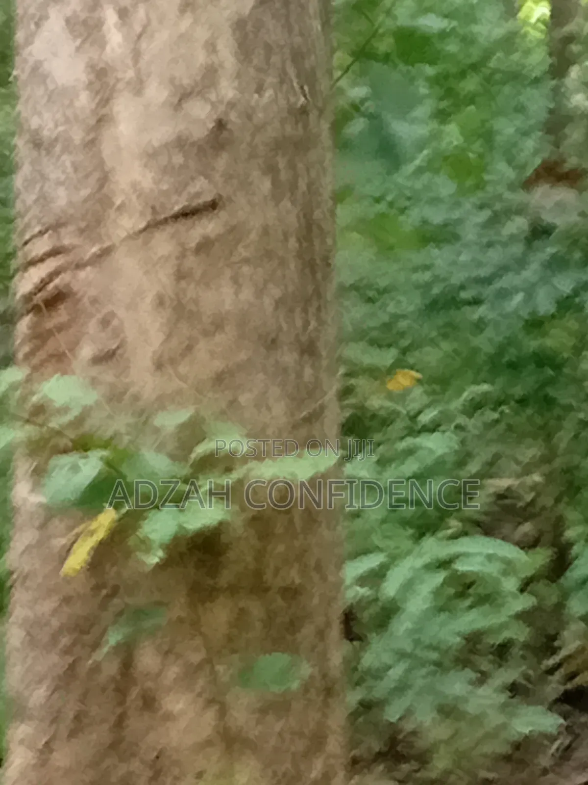 Teak for Sale Teak