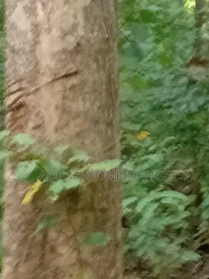 Teak for Sale Teak