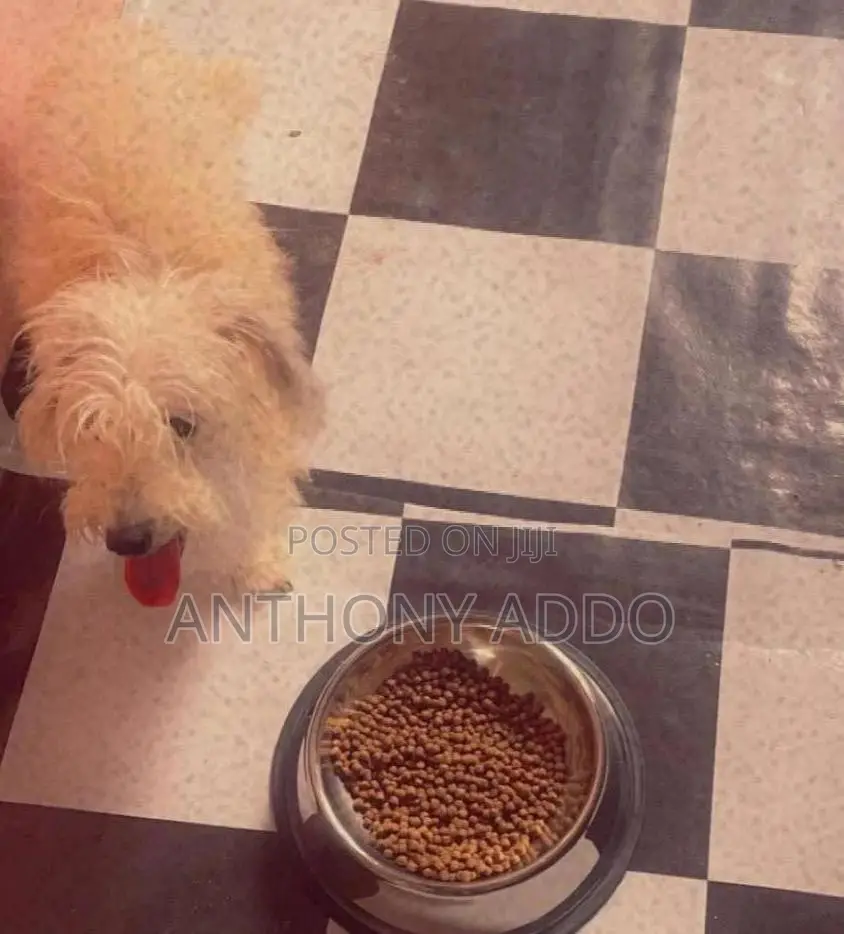 6-12 months Female Purebred Poodle