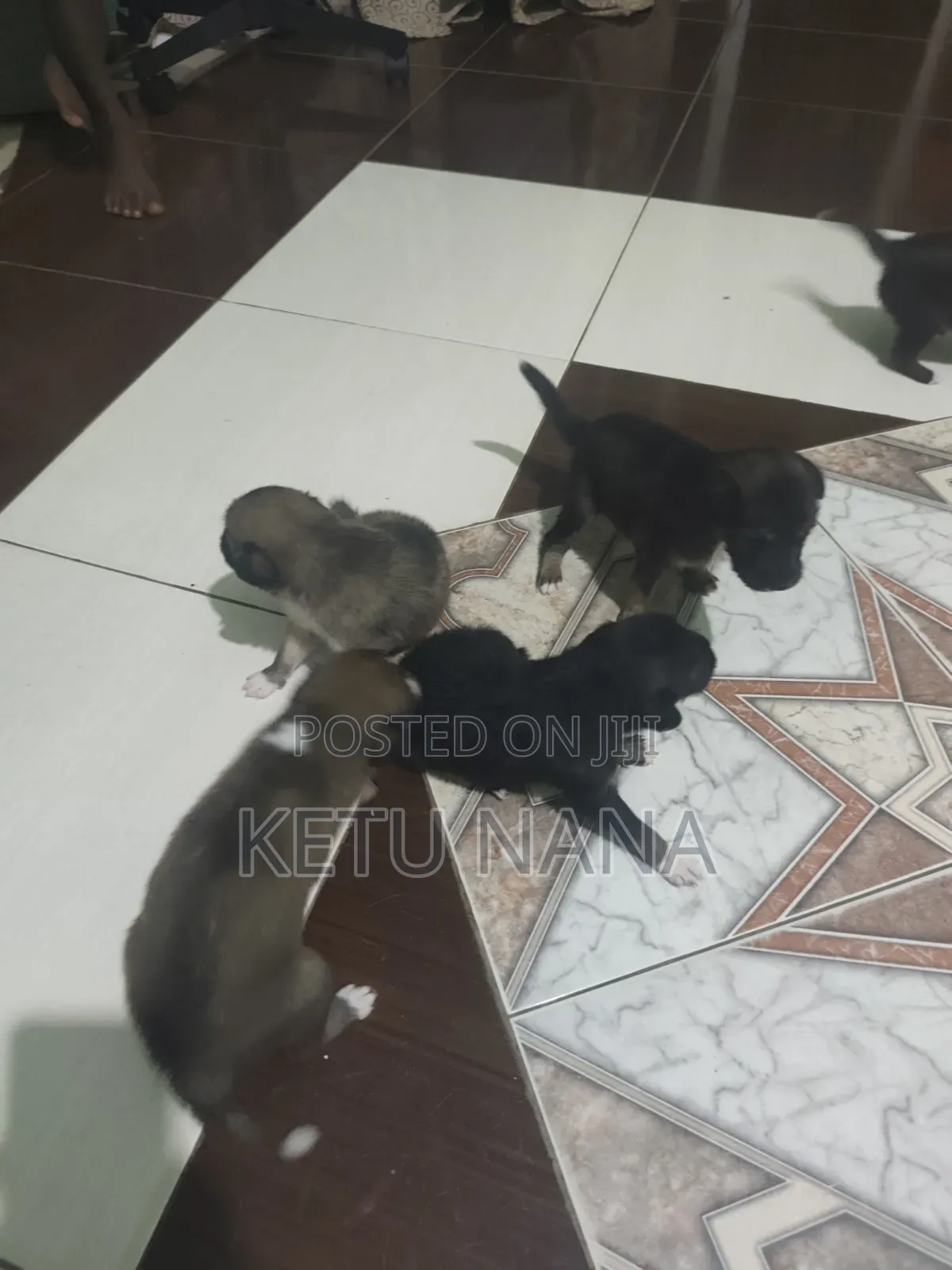 0-1 month Female Mixed Breed Mongrel (No Breed)