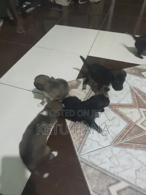 0-1 month Female Mixed Breed Mongrel (No Breed)