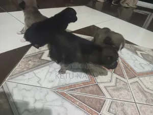 0-1 month Female Mixed Breed Mongrel (No Breed)