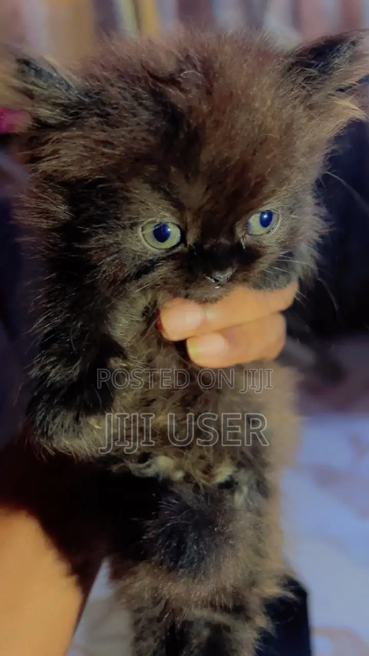 1-3 months Female Purebred Persian