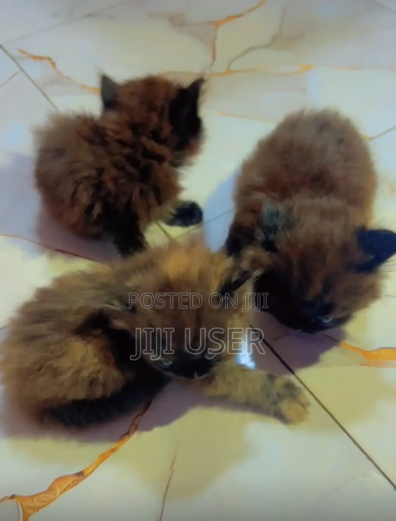 1-3 months Female Purebred Persian