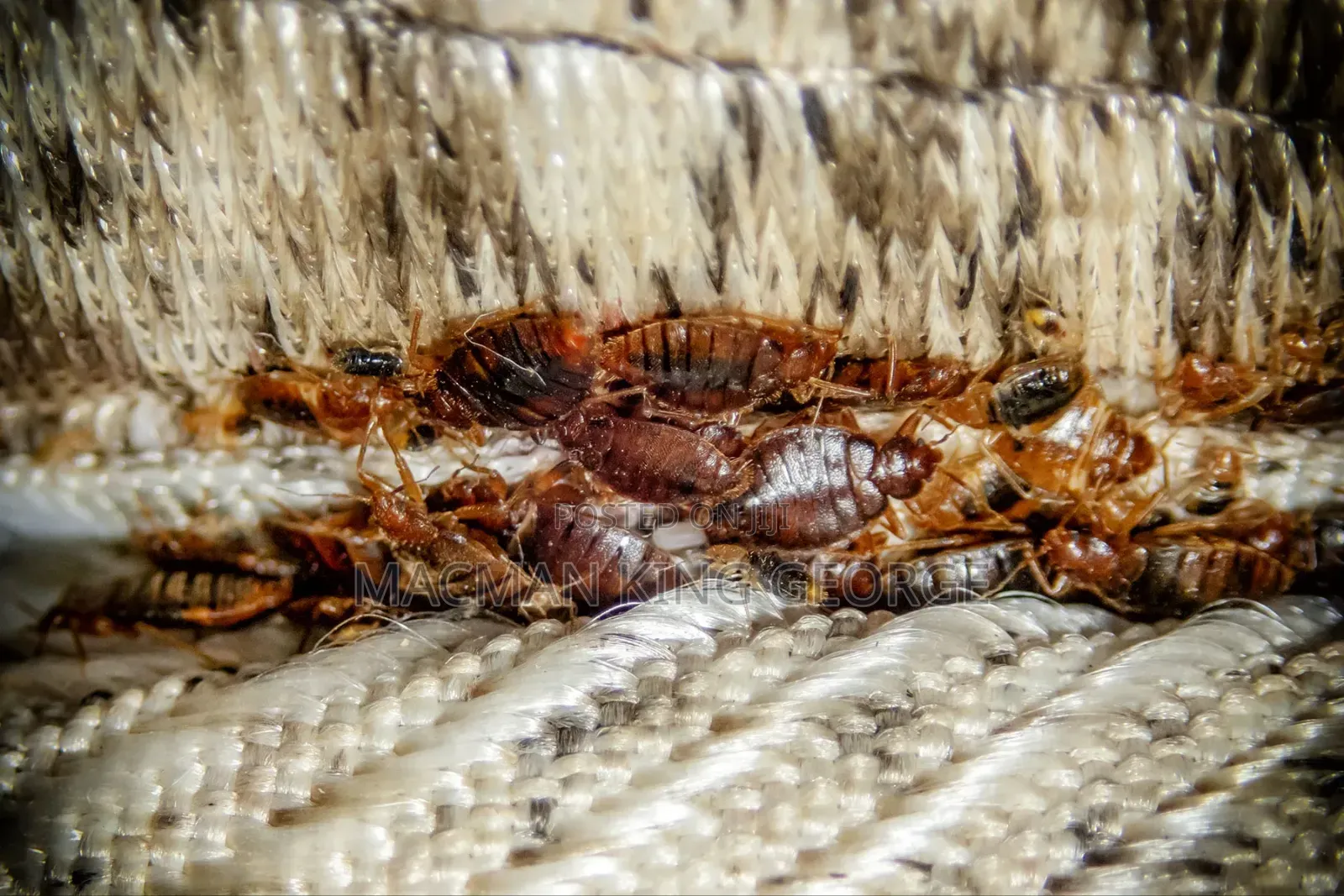 BED BUGS Mproka Expert Exterminator.