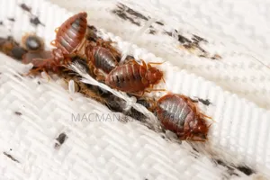 BED BUGS Mproka Expert Exterminator.