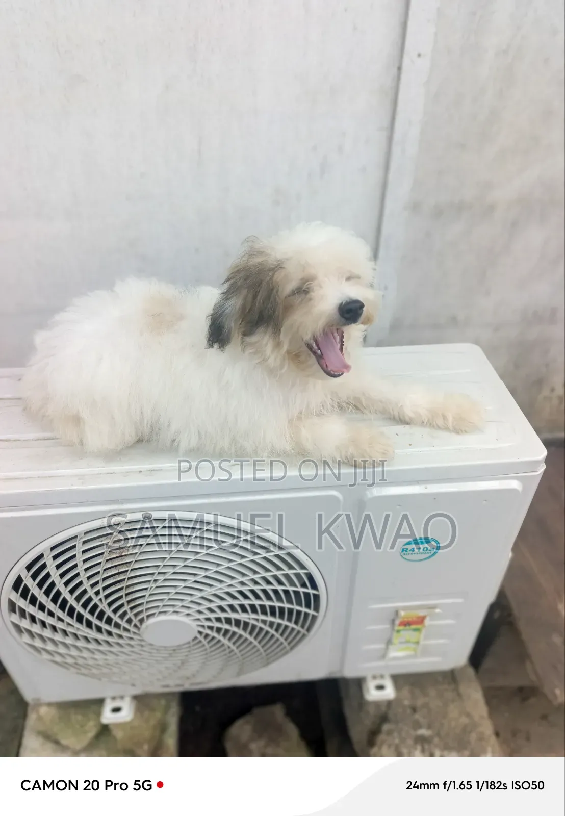 3-6 months Female Purebred Poodle