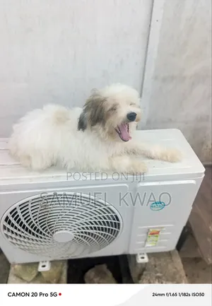 3-6 months Female Purebred Poodle