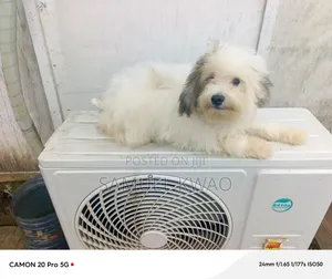3-6 months Female Purebred Poodle