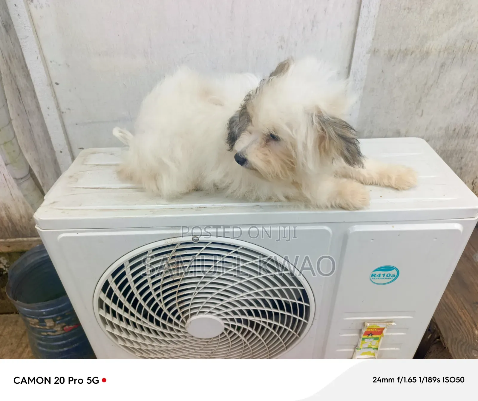 3-6 months Female Purebred Poodle