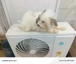 3-6 months Female Purebred Poodle
