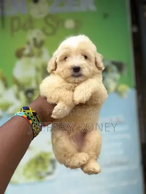 1-3 months Male Purebred Poodle