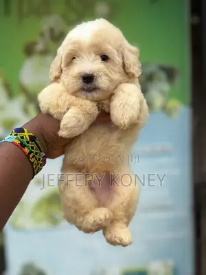 1-3 months Male Purebred Poodle