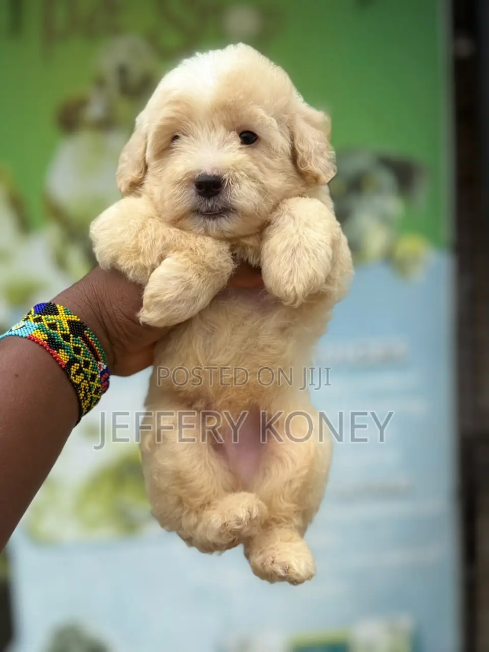 1-3 months Male Purebred Poodle
