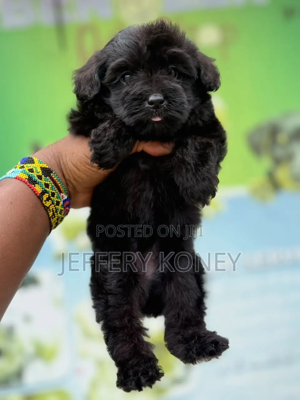 1-3 months Female Purebred Poodle