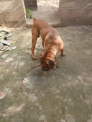 1+ year Male Purebred Boerboel