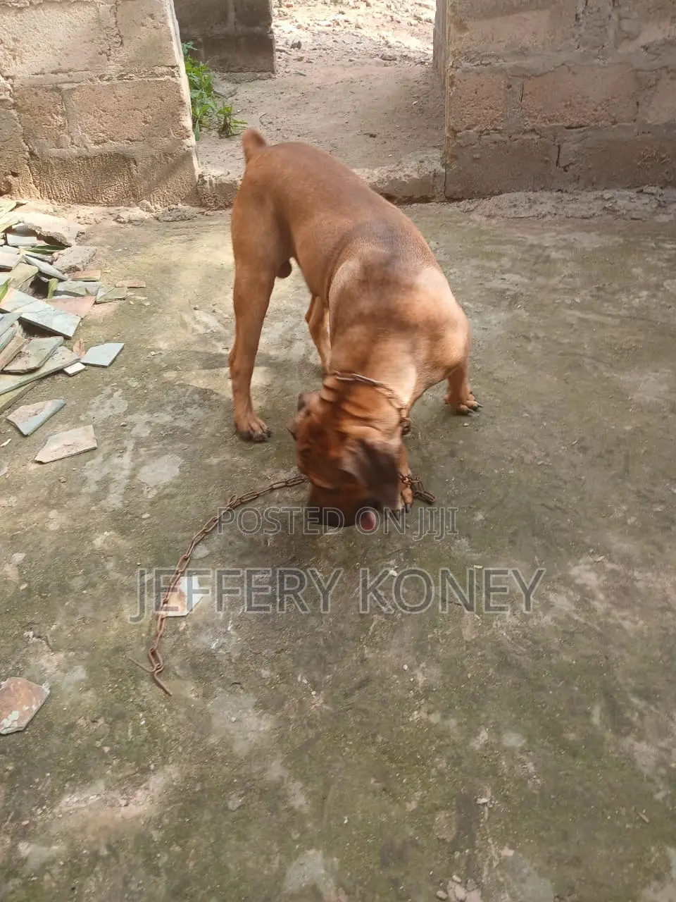 1+ year Male Purebred Boerboel