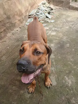1+ year Male Purebred Boerboel