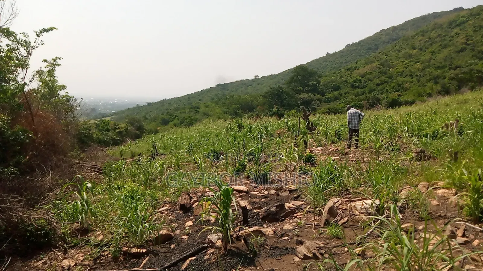 Land Sales