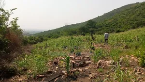 Land Sales