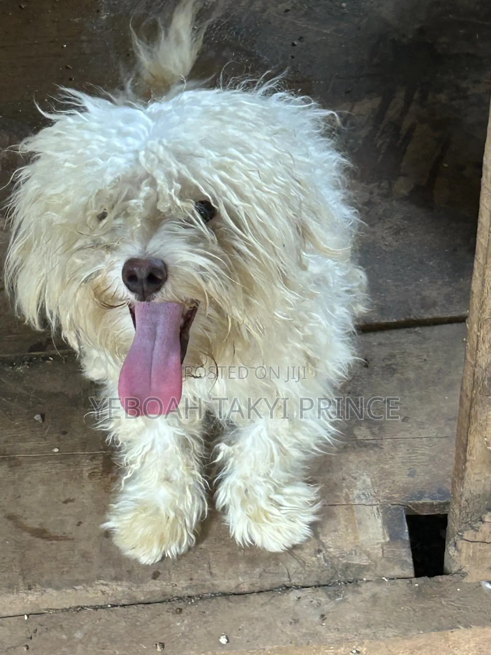 1+ year Male Purebred Maltese