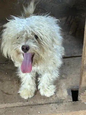 1+ year Male Purebred Maltese