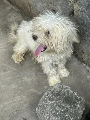 1+ year Male Purebred Maltese