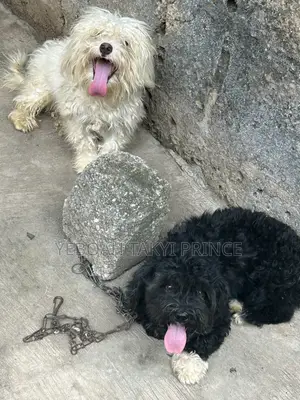 1+ year Male Purebred Maltese