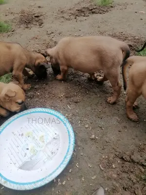 0-1 month Female Mixed Breed Dog
