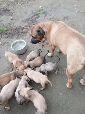 0-1 month Female Mixed Breed Dog