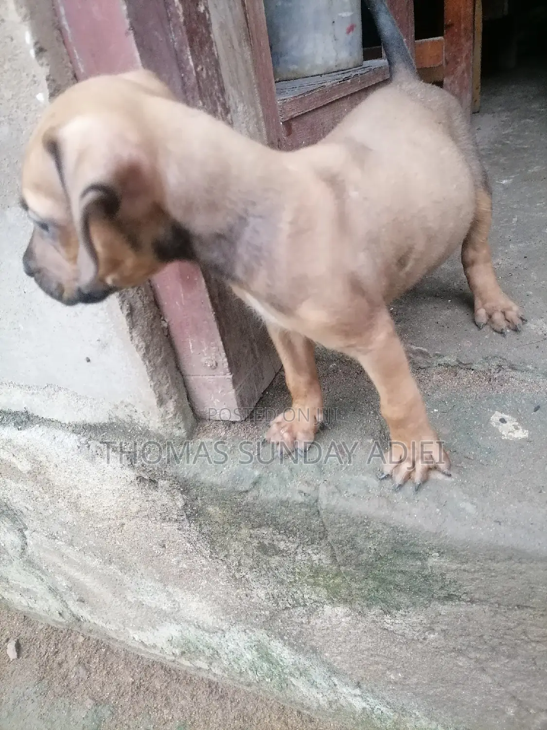 0-1 month Female Mixed Breed Dog