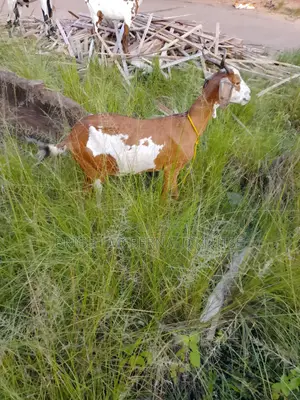 Sahelian Goat