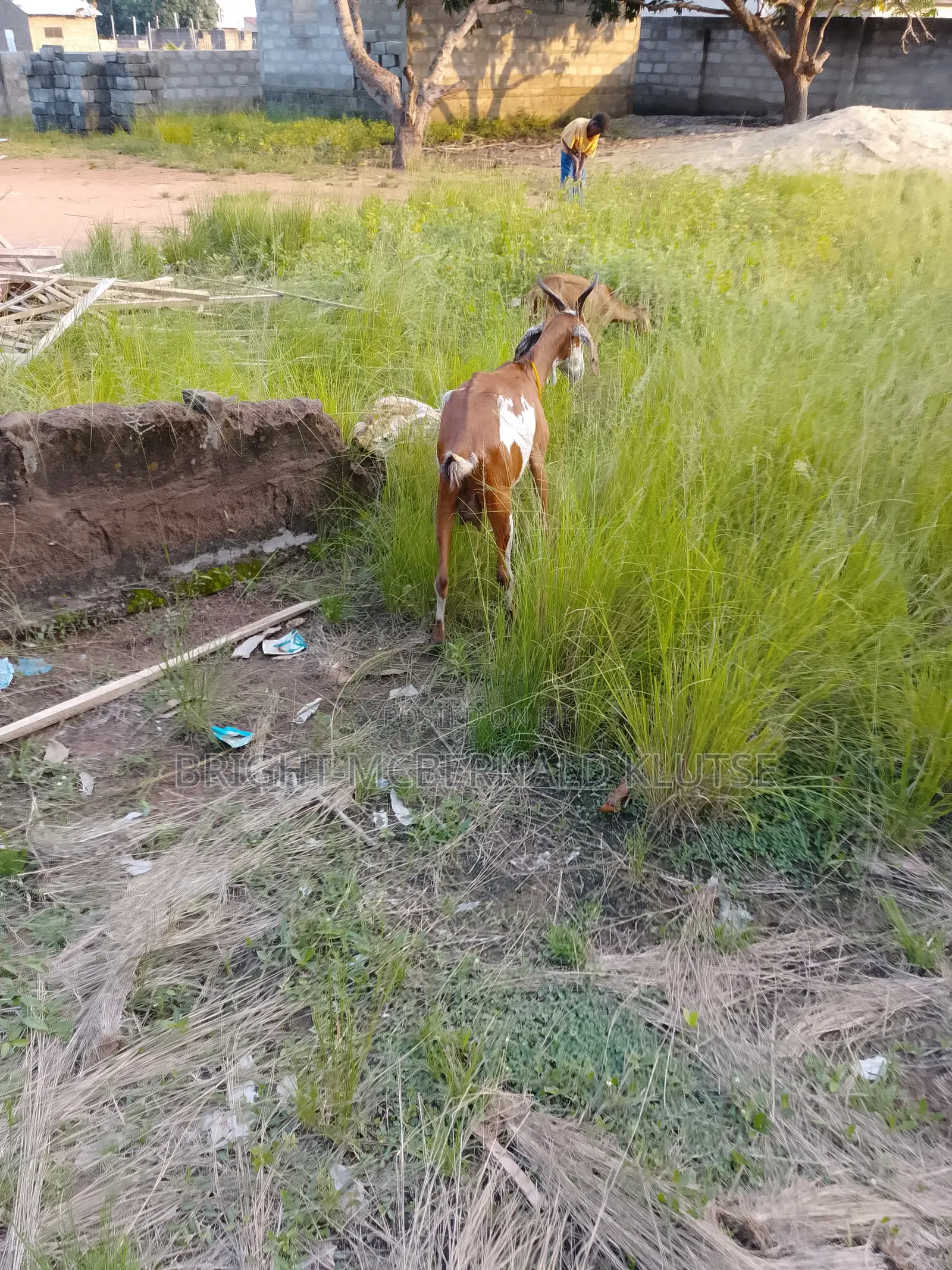 Sahelian Goat