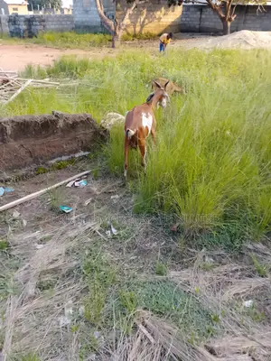Sahelian Goat