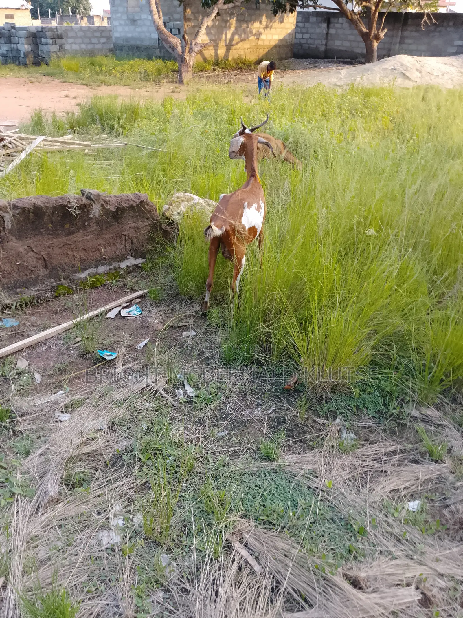 Sahelian Goat