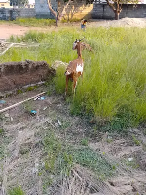 Sahelian Goat