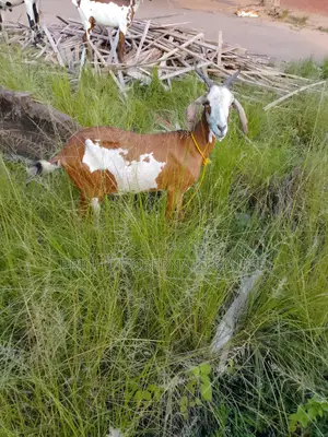 Sahelian Goat