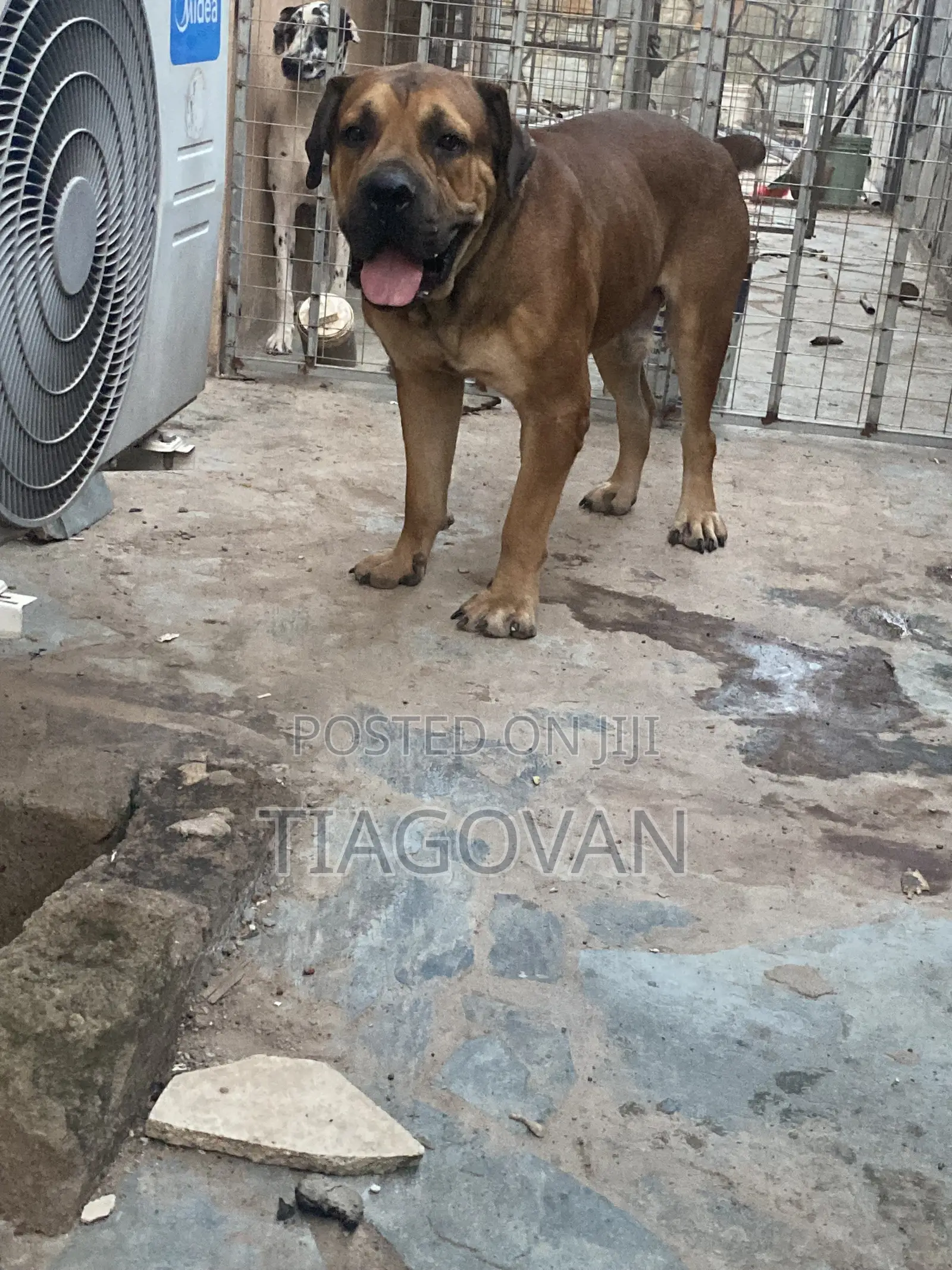 1+ year Male Purebred Boerboel