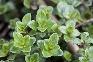 Thyme Seedlings