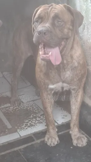 1+ year Female Purebred Boerboel