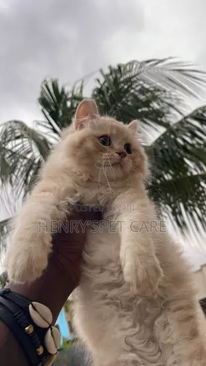 1-3 months Male Purebred Persian