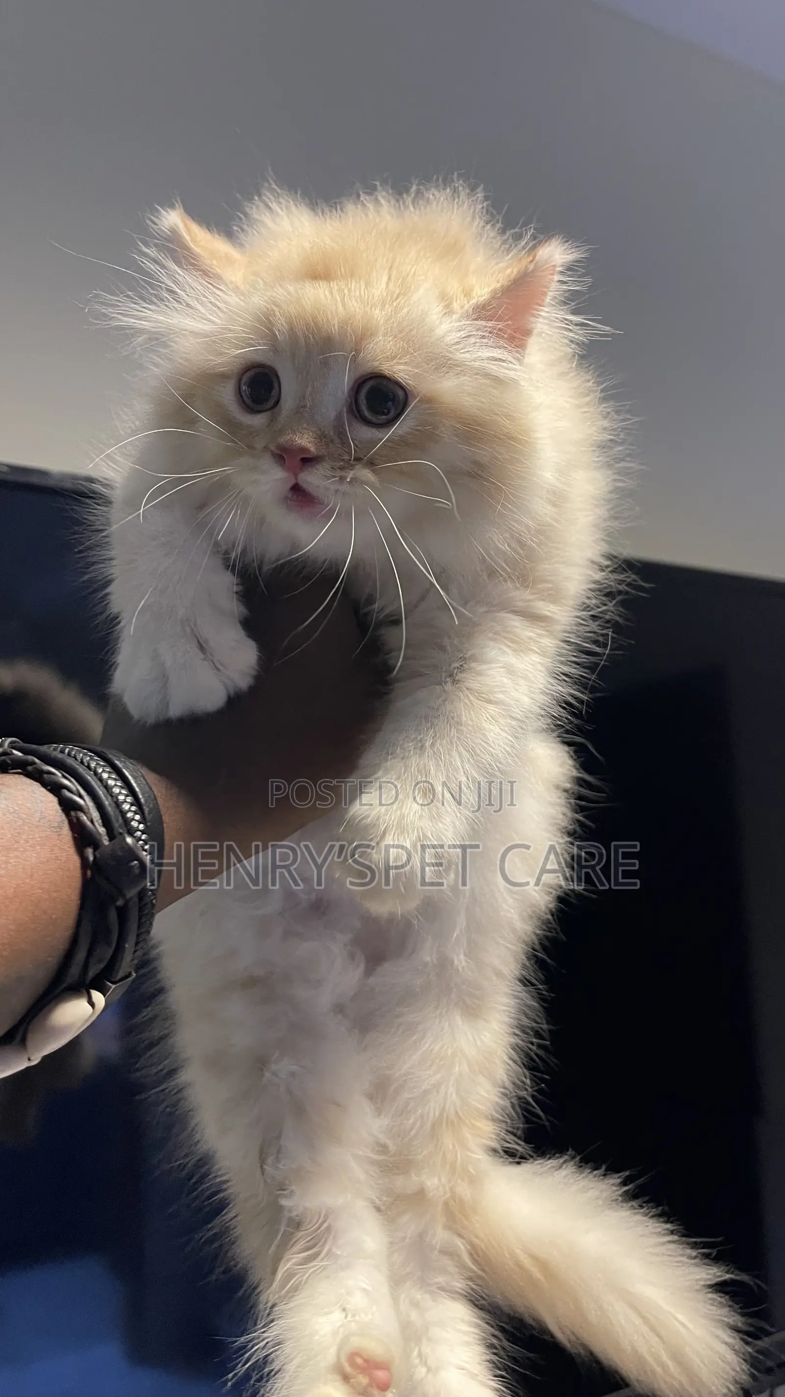 1-3 months Male Purebred Persian