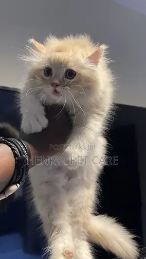 1-3 months Male Purebred Persian