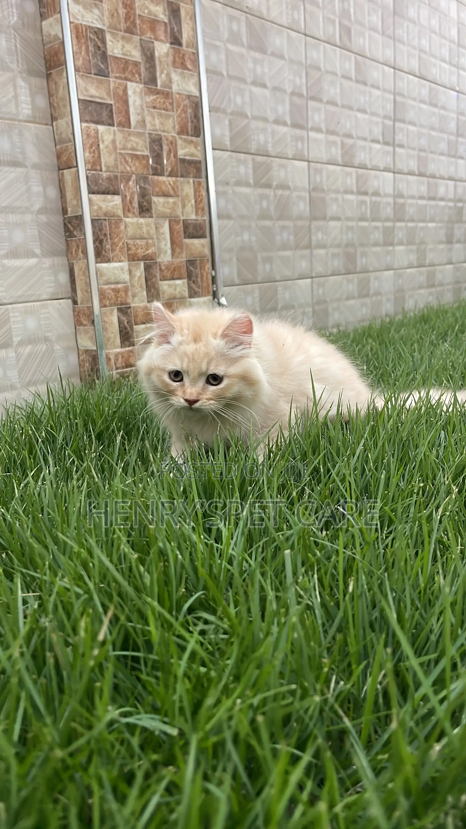 1-3 months Male Purebred Persian