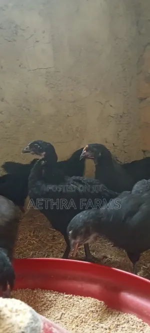 6 Weeks Old Black Australorp