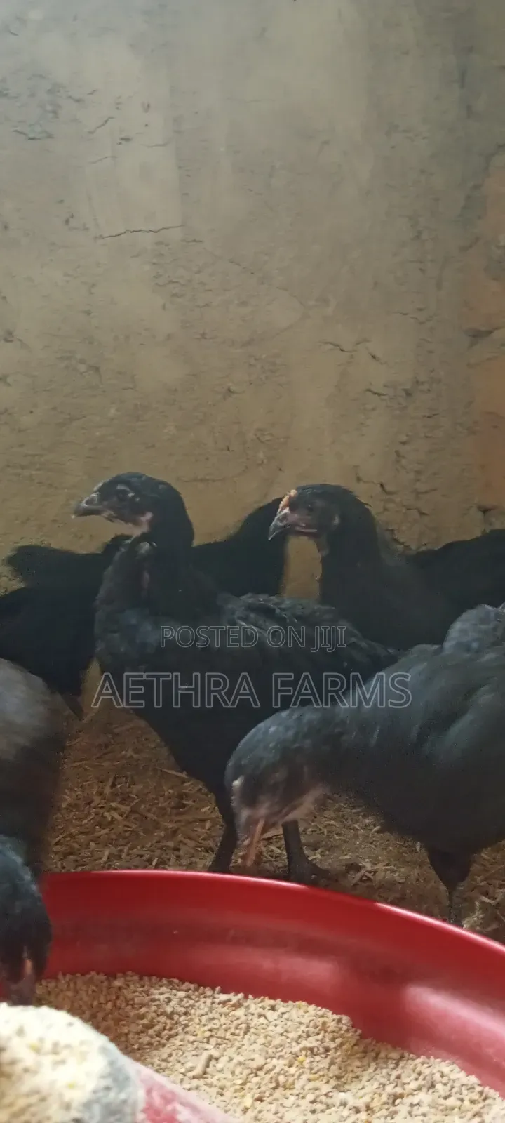 6 Weeks Old Black Australorp