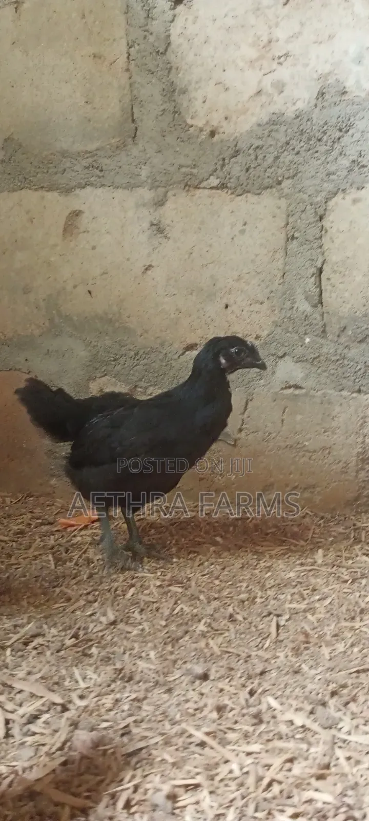 6 Weeks Old Black Australorp