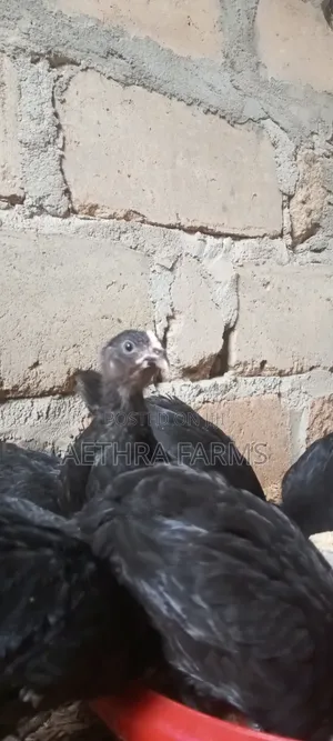 6 Weeks Old Black Australorp
